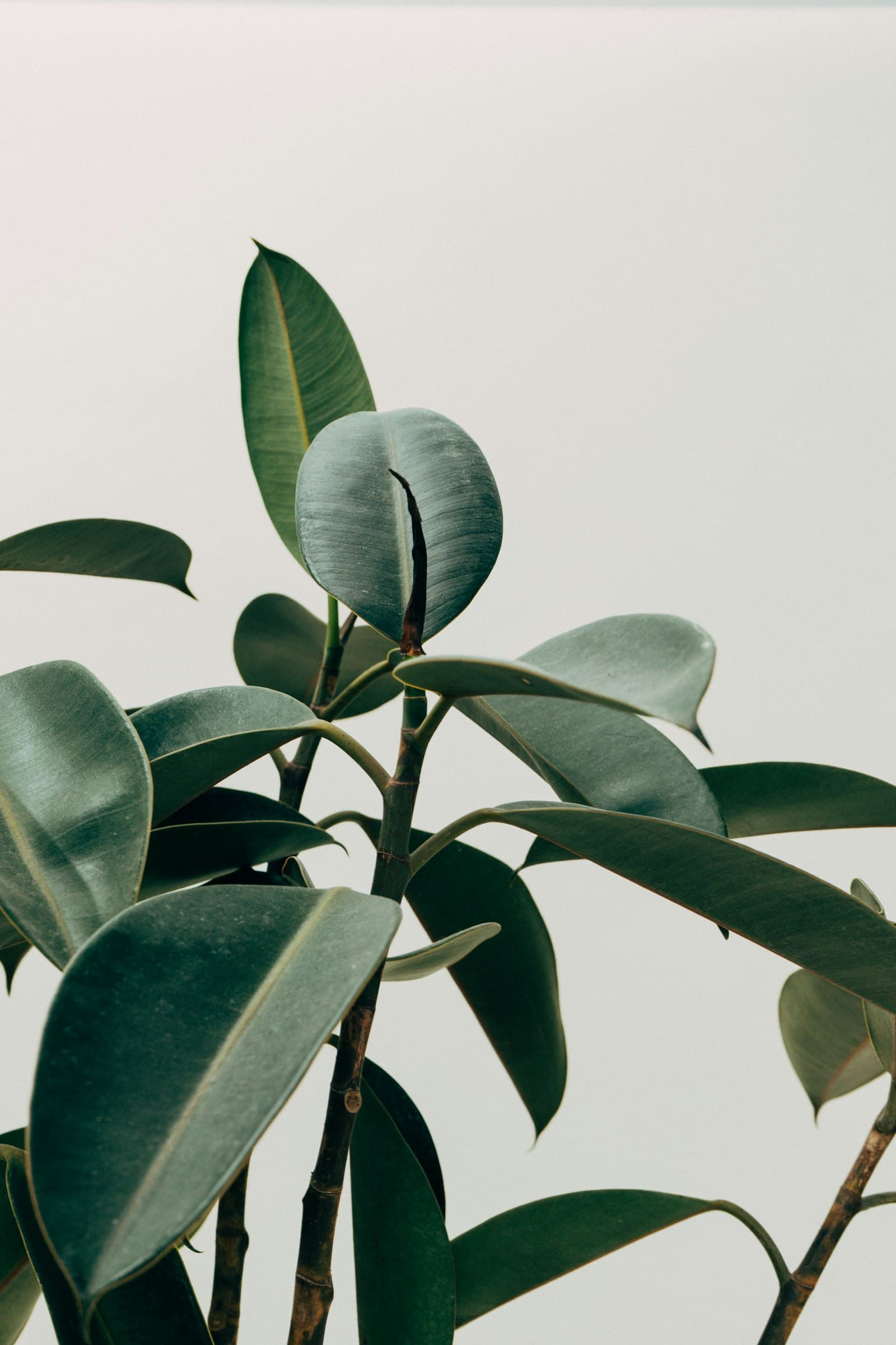 A single plant in soft daylight, Nordic calm meeting Japanese simplicity